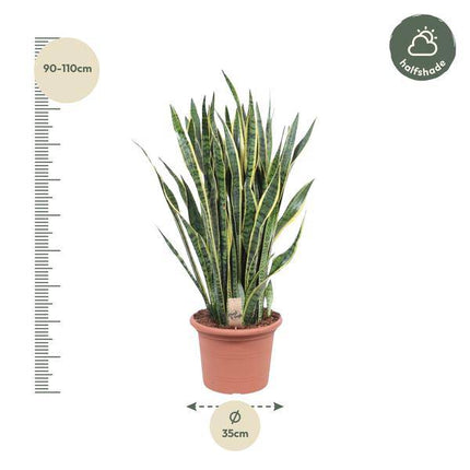 Bogenhanf – Sansevieria Laurentii – Zimmerpflanze 100cm – Ø35cm – Pflegeleichte Grünpflanze mit gelbem Rand – Luftreinigende Schlangenpflanze für Wohnzimmer, Büro & Schlafzimmer