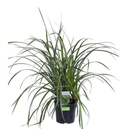 Japan – Segge – Carex morrowii 'Icedance' – Immergrünes Ziergras – 3 Pflanzen – Ø14cm – Ca. 30cm hoch – Winterhart & pflegeleicht – Für Garten & Kübel