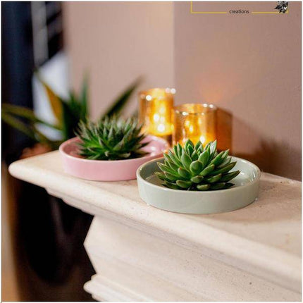 Sukkulente – Echeveria pulidonis ROOTLESS – Ø20cm Schale Rosa – Zimmerpflanze ohne Wurzeln – Pflegeleichte Schnitt-Sukkulente als Tischdeko & Geschenk