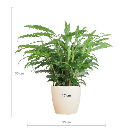 Calathea Rufibarba Korbmarante – Zimmerpflanze Ø17cm – ca. 55cm hoch – samtige Blätter – inkl. Viber Weiß Topf