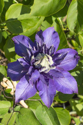 Waldrebe – Clematis 'Multi Blue' – Ø15cm – ca. 65cm hoch – Winterharte großblütige Kletterpflanze mit violettblauen Blüten – Zweimalblühend für Garten, Pergola & Zaun