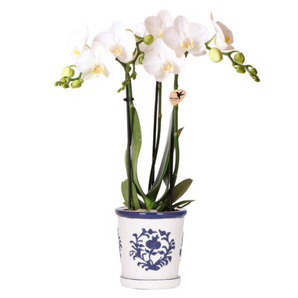 Orchidee Amabilis Weiß – Zimmerpflanze mit 2–3 Stielen – Im Malaga Ziertopf Blau Ø9cm – Elegante Phalaenopsis für stilvolles Interieur & sommerliches Flair
