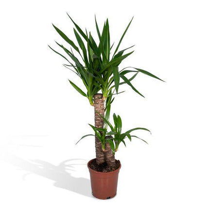 Palmlilie Yucca Elephantipes Zimmerpflanze Ø17cm ↕85cm – pflegeleichte Grünpflanze für Wohnzimmer, Büro & helle Standorte kaufen