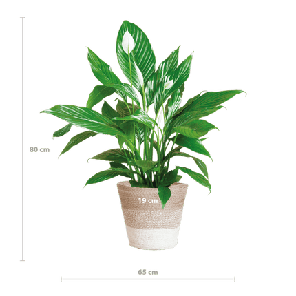 Scheidenblatt – Spathiphyllum – ↕80 cm – Ø21 cm-Topf + Weißer Korb „Lissabon“ – Zimmerpflanze mit weißen Blüten – Luftreinigend & pflegeleicht
