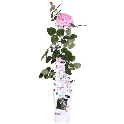 Rose Crazy in Love Pink – Rosa Kletterrose – Ø15cm – ↕65cm Höhe – Duftende Gartenrose mit langer Blütezeit – Für Terrasse, Balkon & Garten