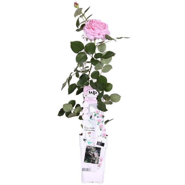 Rose Crazy in Love Pink – Rosa Kletterrose – Ø15cm – ↕65cm Höhe – Duftende Gartenrose mit langer Blütezeit – Für Terrasse, Balkon & Garten