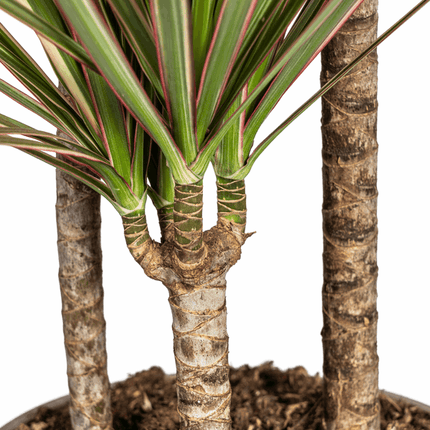 Dracaena Marginata Bicolor – Drachenbaum – Ø21cm – ↕110-130cm – Elegante Zimmerpflanze mit zweifarbigen Blättern – Pflegeleicht & luftreinigend