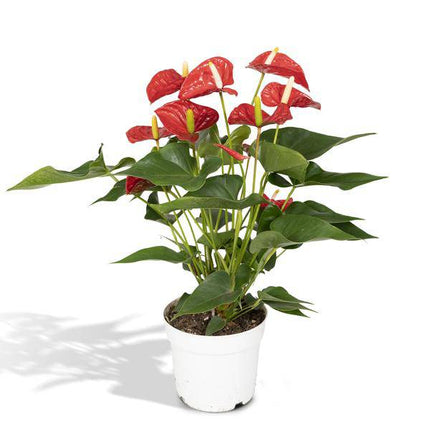Flamingoblume - Anthurium Rot - Zimmerpflanze - Ø17cm - ↕55cm – Elegante rote Blüten – Pflegeleichte Zimmerpflanze