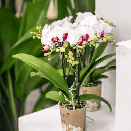 Weiße Phalaenopsis-Orchidee ‘Mineral Gibraltar’ – Blühende Zimmerpflanze – Ø9 cm-Topf – Elegante & langlebige Blüten – Orchidee für Fensterbank & Wohnraum