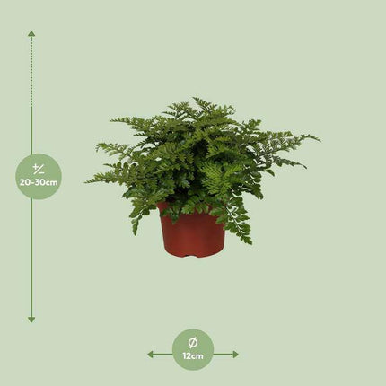 Nestfarn – Asplenium Parvati – Zimmerpflanze – Ø12cm – ↕25cm – dekorativer Farn mit eleganten Wedeln – pflegeleichte Grünpflanze für Innenräume