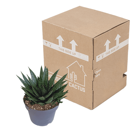 Gasteria d Due – Sukkulente Zimmerpflanze – Dunkelgrün gefleckte Blätter – Höhe ca. 17cm – Pflegeleicht & dekorativ – Direkt vom Züchter