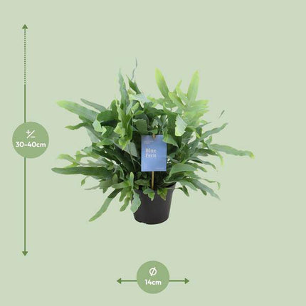 Baumfreund – Phlebodium Blauer Farn – Goldtüpfelfarn – Zimmerpflanze Ø14cm – ca. 40cm hoch – luftreinigende Farnpflanze für Zuhause & Büro – pflegeleichte Grünpflanze