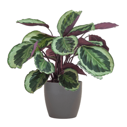 Calathea Medaillon 65cm – Korbmarante Zimmerpflanze Ø21cm im grauen Viber Topf – tropische Grünpflanze mit dekorativen Blättern