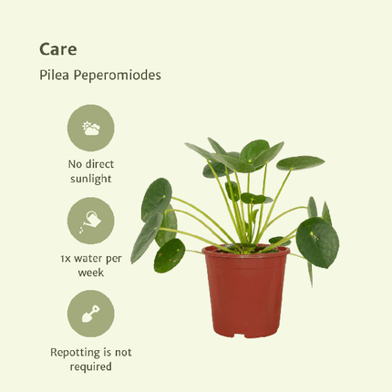 Chinesischer Geldbaum Pilea Peperomioides Zimmerpflanze Ø12cm ↕20cm – pflegeleichte Grünpflanze für Wohnzimmer, Büro & helle Standorte kaufen