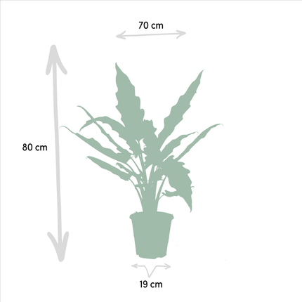 Pflanzenset – Alocasia Zebrina Ø19cm ↕75cm + Alocasia Lauterbachiana Ø19cm ↕75cm – Exotische Pfeilblatt Zimmerpflanzen – Tropisches Set für Wohnzimmer, Büro & Wintergarten