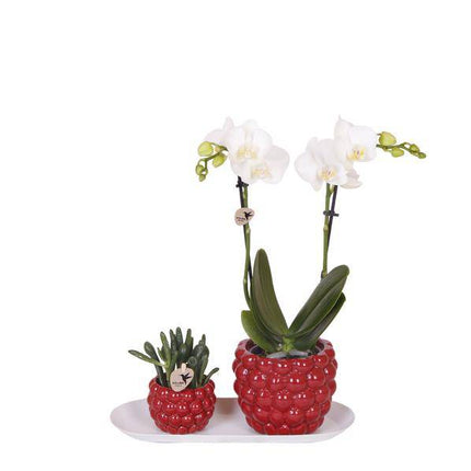 Set aus weißer Orchidee & Rhipsalis auf Bambustablett Zimmerpflanze – pflegeleichte Sukkulente für Wohnzimmer, Büro & helle Standorte kaufen