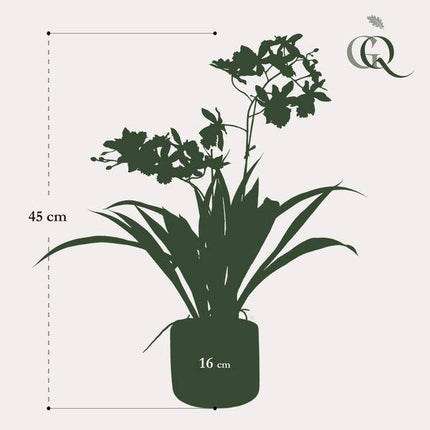 Künstliche Pflanze Orchidee – Gelb – Braun – 45cm – Täuschend echte Kunstorchidee im Topf – Dekoblume für Wohnzimmer, Schlafzimmer, Küche & Büro