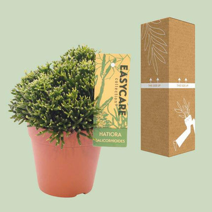 Binsenkaktus Hatiora Salicornioides – Ø12cm – ↕22cm – Pflegeleichter Flaschenkaktus mit außergewöhnlicher Form – Exotische Zimmerpflanze für sonnige Standorte & moderne Wohnräume