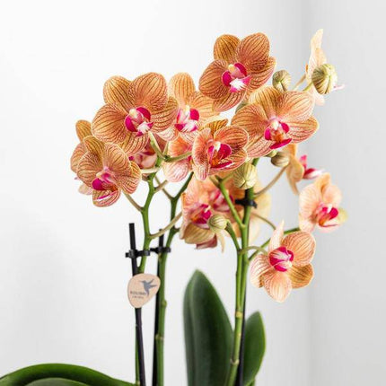 Phalaenopsis Orchidee Weiß – Jamaica – Mit Lush Topf Gold-Weiß – Ø9cm – Höhe ca. 40cm – Blühende Zimmerpflanze mit 2-3 Zweigen – Elegante Deko & Geschenkidee