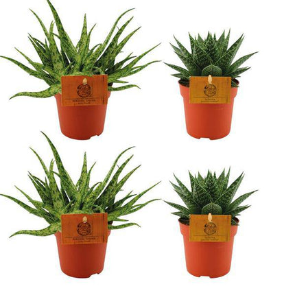 Aloe Spider + Gasteria Hybrid Aurora – 4 Sukkulenten Ø10.5cm ↕10cm – pflegeleichte Zimmerpflanzen für Zuhause, Büro & Fensterbank
