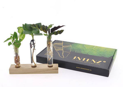 Briefkastenpaket Hydrokultur – Ø7cm – ↕10cm – Pflegeleichte Wasserpflanzen – Für Wohnung & Büro – Sauber & Nachhaltig