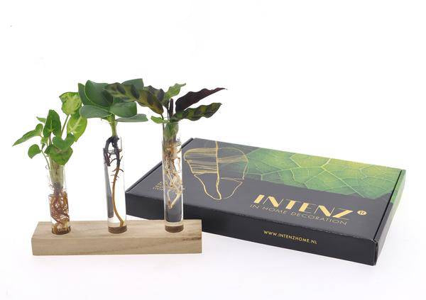 Briefkastenpaket Hydrokultur – Ø7cm – ↕10cm – Pflegeleichte Wasserpflanzen – Für Wohnung & Büro – Sauber & Nachhaltig