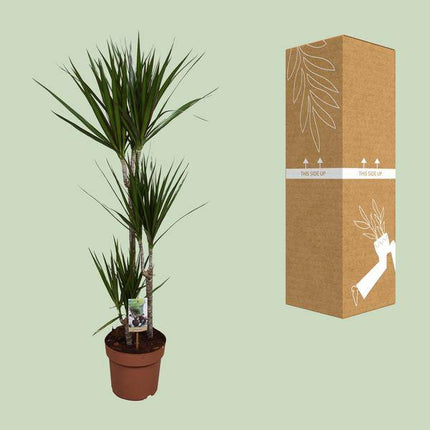 Drachenbaum – Dracaena marginata – Zimmerpflanze – Ø21cm – ↕120cm – pflegeleichte dekorative Grünpflanze für Innenräume