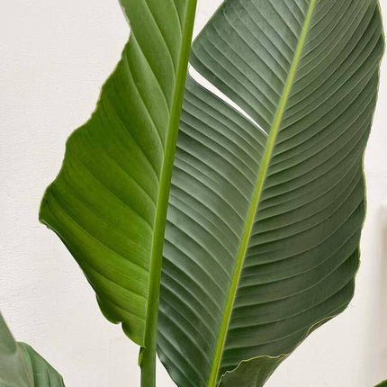 Baum – Strelitzie – Strelitzia Augusta mehrstämmig XXL – 250cm – Ø50cm – Weißer Paradiesvogel