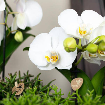 Phalaenopsis Orchidee Weiß Niagara Fall – Ø12cm – ca. 55–60cm hoch – Blühende Zimmerpflanze mit großen Blüten – Elegante Orchidee als Deko & Geschenkidee