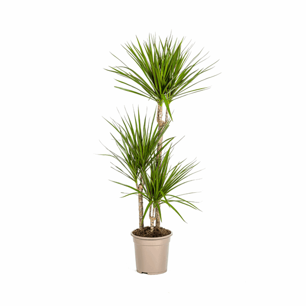 Dracaena Marginata Green – Drachenbaum – Zimmerpflanze Ø21cm ↕110-130cm – Dunkelgrüne Blätter – Pflegeleicht
