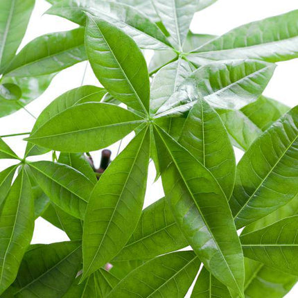 Pachira Aquatica Geldbaum Glückskastanie ca. 80cm mit geflochtenem Stamm im weißen Viber Biotopf Ø21cm – Zimmerpflanze für Wohnung Büro Wohnzimmer