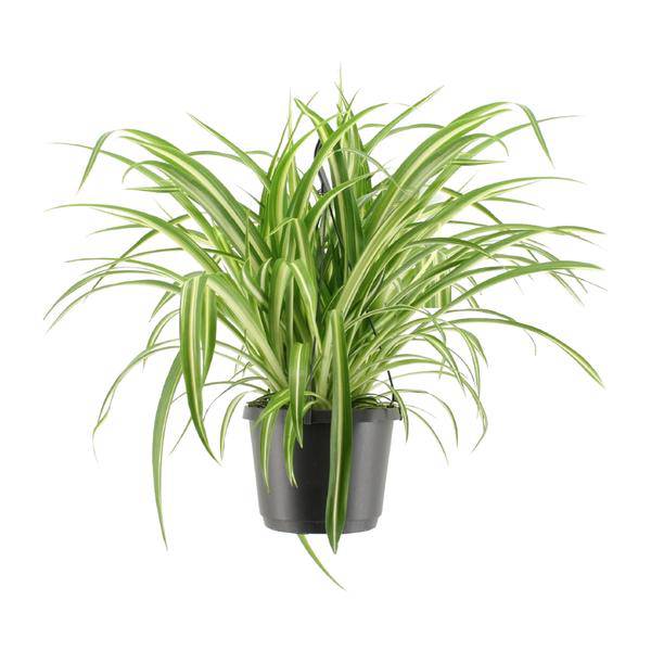 Grünlilie – Chlorophytum comosum Variegatum – Ø17cm – ↕30cm – Beliebte Spinnenpflanze mit grün-weiß gestreiften Blättern – Pflegeleichte & luftreinigende Zimmerpflanze für Zuhause & Büro