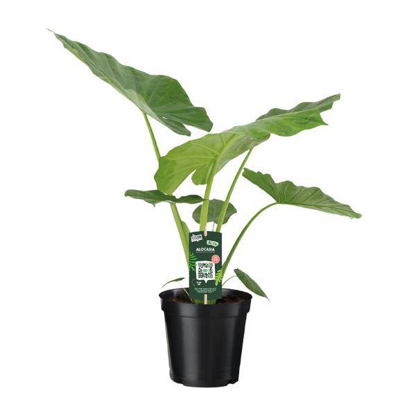 Alocasia Macrorrhiza – Riesenblättriges Pfeilblatt – Ø19cm – ↕70cm Höhe – Exotische Zimmerpflanze mit großen dekorativen Blättern – Pflegeleicht & luftreinigend