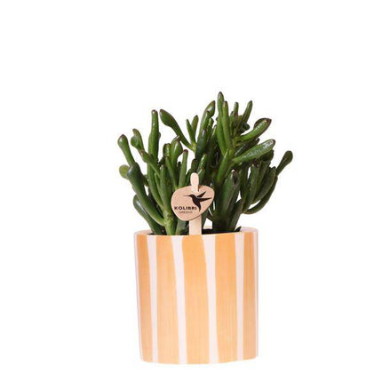 Crassula Hobbit Sukkulente – inkl. Painted Stripe Ziertopf Orange Ø9cm – Zimmerpflanze pflegeleicht im Keramiktopf
