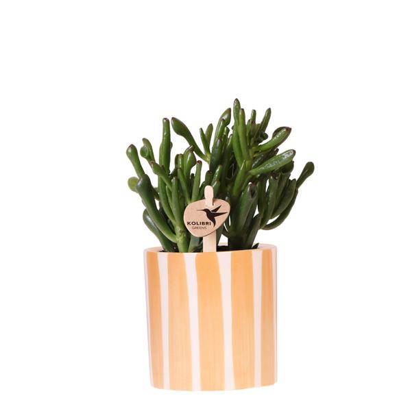 Crassula Hobbit Sukkulente – inkl. Painted Stripe Ziertopf Orange Ø9cm – Zimmerpflanze pflegeleicht im Keramiktopf