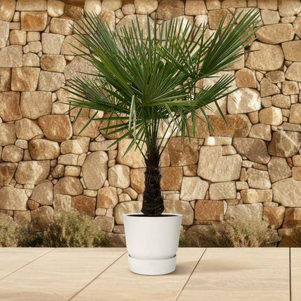 Hanfpalme – Trachycarpus 180cm – Ø30cm – Immergrüne Palme mit fächerförmigen Blättern – Pflegeleicht