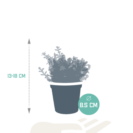 Dickblatt Crassula Mix – 3 Zimmerpflanzen – Ø8,5cm – Sukkulenten Mischung in verschiedenen Formen & Farben – pflegeleicht & dekorativ