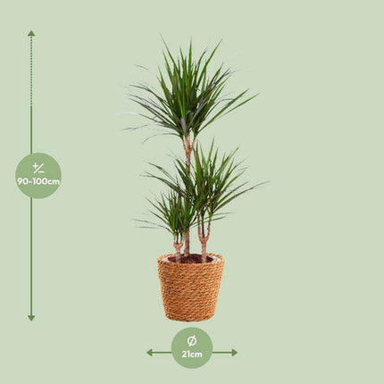Drachenbaum – Dracaena Marginata – Zimmerpflanze – Ø21cm – ↕95cm Höhe – Pflegeleichte exotische Grünpflanze für Zuhause & Büro