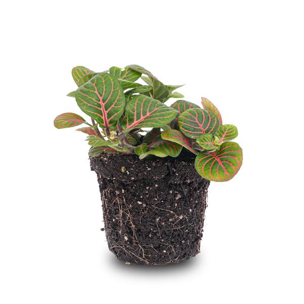 Fittonia Bubble Red – Mosaikpflanze – Zimmerpflanze – Terrarienpflanze – Ø8,5 cm – Tropische Pflanze mit roten & grünen Blättern – Helles Plätzchen ohne direkte Sonne