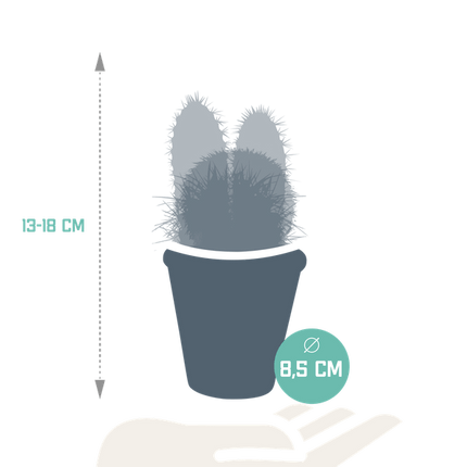 Sukkulenten & Kakteen Mix 3 Pflanzen Ø8,5cm – pflegeleichtes Pflanzen Set für Urban Jungle, Fensterbank, Wohnzimmer & Büro