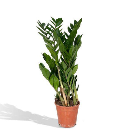 Glücksfeder Zamioculcas Zamiifolia – Zimmerpflanze – Ø 17cm – Höhe 70cm – Pflegeleicht & Wasserspeichernd – Halbschatten geeignet