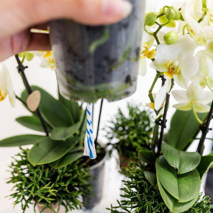 Einlage mit Wasserreservoir für Orchideenschale – Bewässerungssystem für Orchideen – Jungle – Bouquet 3x9cm + 3x WaterWicks – Ø25cm