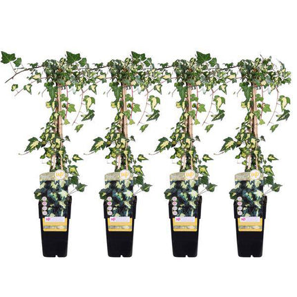 Gold – Efeu Hedera helix 'Goldheart' Kletterpflanze Ø15cm ↕65cm – winterharte Pflanze für Garten, Balkon, Terrasse, Kübel & Beet online kaufen