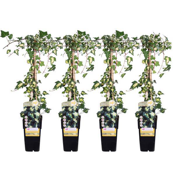Gold – Efeu Hedera helix 'Goldheart' Kletterpflanze Ø15cm ↕65cm – winterharte Pflanze für Garten, Balkon, Terrasse, Kübel & Beet online kaufen