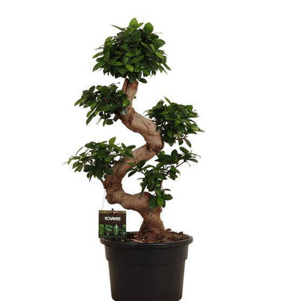 Chinesische Feige – Ficus Microcarpa Ginseng – Zimmerbonsai ca. 80–110cm hoch – Ø23cm – Bonsai-Baum für Wohnzimmer, Büro & Wintergarten