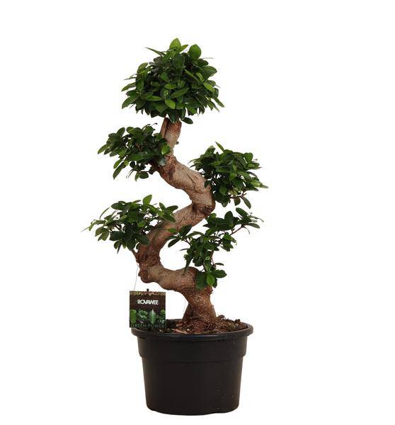 Chinesische Feige – Ficus Microcarpa Ginseng – Zimmerbonsai ca. 80–110cm hoch – Ø23cm – Bonsai-Baum für Wohnzimmer, Büro & Wintergarten