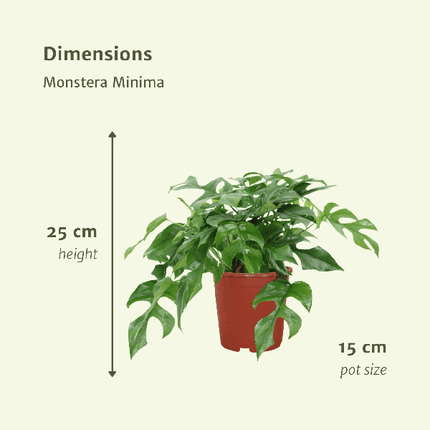 Fensterblatt – Monstera Minima – Zimmerpflanze – Ø15cm – ca. 30cm hoch – 2 Pflanzen – tropische Kletter- und Dekopflanze für Zuhause & Büro