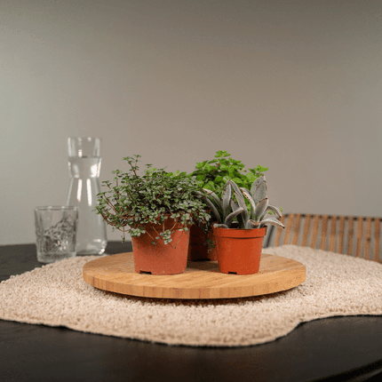 Sukkulenten Mix – 18 Pflanzen – Ø8,5cm – Bunte Mischung pflegeleichter Mini-Sukkulenten – Ideal für Fensterbank, Büro & DIY-Projekte – Zimmerpflanzen