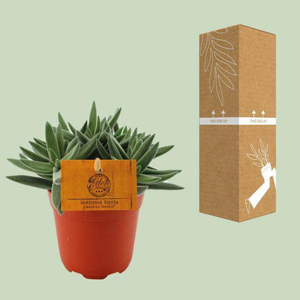 Sukkulente – Crassula Tenelli – Jade-Pflanze – Ø11cm – ca. 15cm hoch – dekorative Zimmerpflanze mit fleischigen Blättern – pflegeleicht & robust