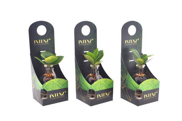 Clusia im Samoa Glas mit LED – Ø5cm x ↕10cm – Hydroponische Zimmerpflanze im Glas – stilvolle LED-Deko für Wohnzimmer, Büro & Geschenkidee